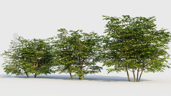 Sambucus nigra b