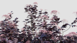 sambucus nigra c