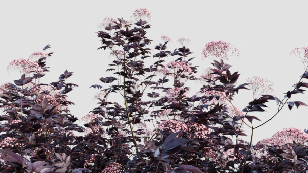 sambucus nigra c