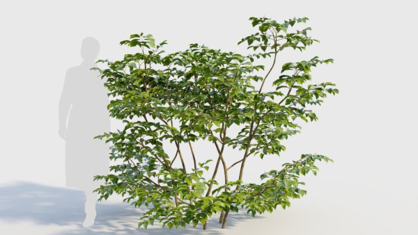 Sambucus nigra c