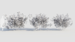 sambucus nigra c