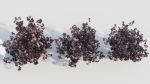 sambucus nigra c