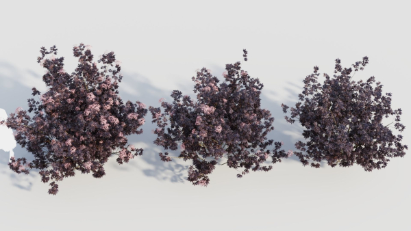 sambucus nigra c