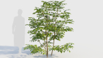 Sambucus nigra c
