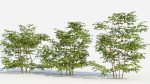 Sambucus nigra c