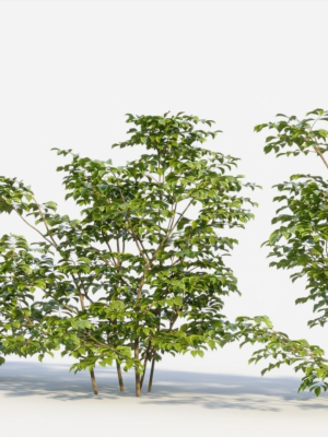 sambucus-nigra-c-3d-model-2fb6ce51f1