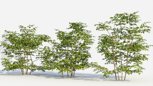 Sambucus nigra c