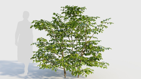 Sambucus nigra c