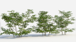 Sambucus nigra c