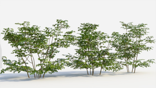 Sambucus nigra c