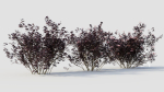 sambucus nigra c