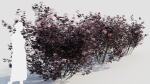 sambucus nigra c