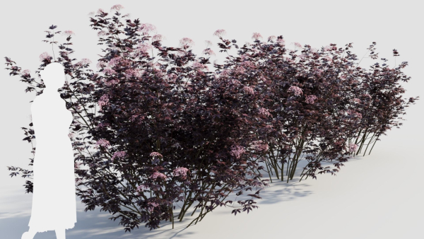 sambucus nigra c