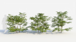 Sambucus nigra c