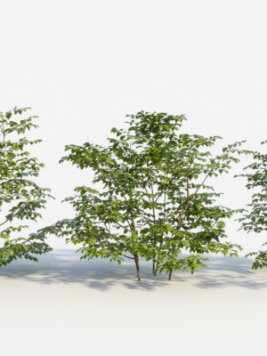 Sambucus nigra c