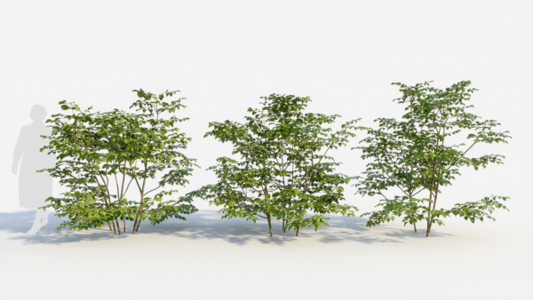 Sambucus nigra c