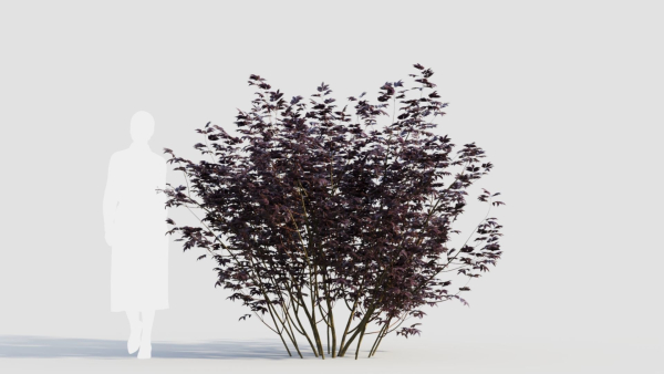 sambucus nigra c