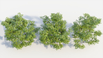 Sambucus nigra c
