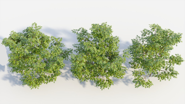 Sambucus nigra c