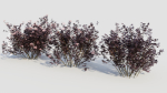 sambucus nigra c