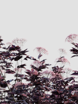 sambucus-nigra-c-3d-model-bd280ad6f7