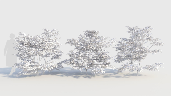Sambucus nigra c