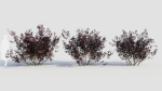 sambucus nigra c