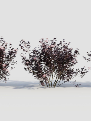 sambucus nigra c