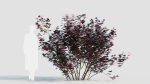 sambucus nigra c