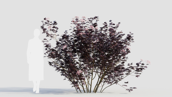 sambucus nigra c