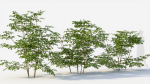 Sambucus nigra c