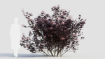 sambucus nigra c
