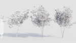 sambucus nigra d
