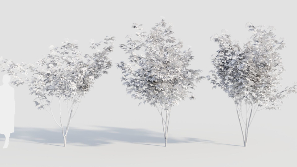 sambucus nigra d