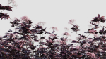 sambucus nigra d
