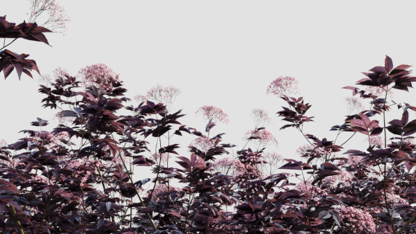 sambucus nigra d
