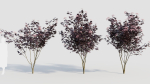 sambucus nigra d
