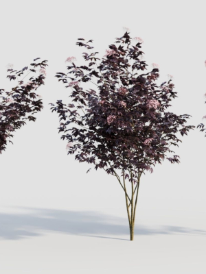 sambucus nigra d