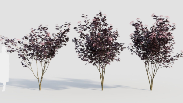 sambucus nigra d