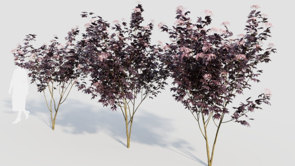 sambucus nigra d