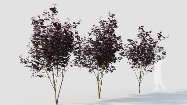 sambucus nigra d