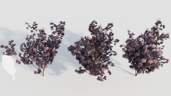 sambucus nigra d