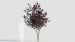 sambucus nigra d