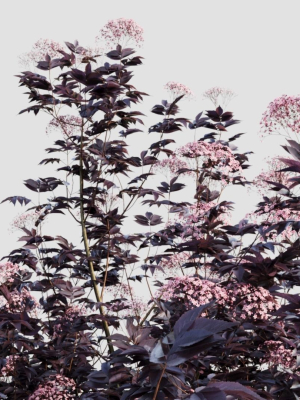 sambucus-nigra-d-3d-model-a07ad5ecdd