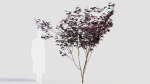 sambucus nigra d