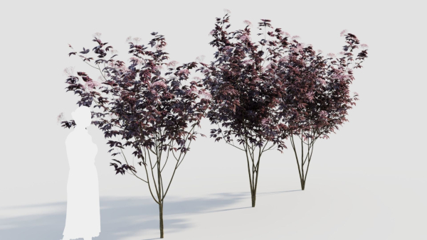 sambucus nigra d