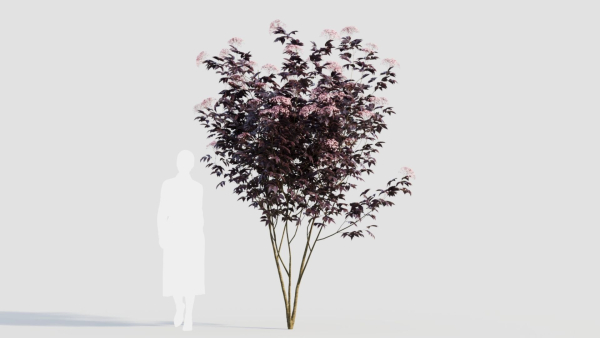 sambucus nigra d