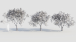 sambucus nigra e