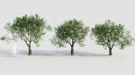 sambucus nigra e
