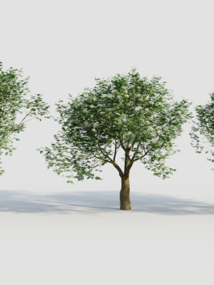 sambucus nigra e